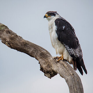 Bale Mountains - Dinsho - Augur buzzard